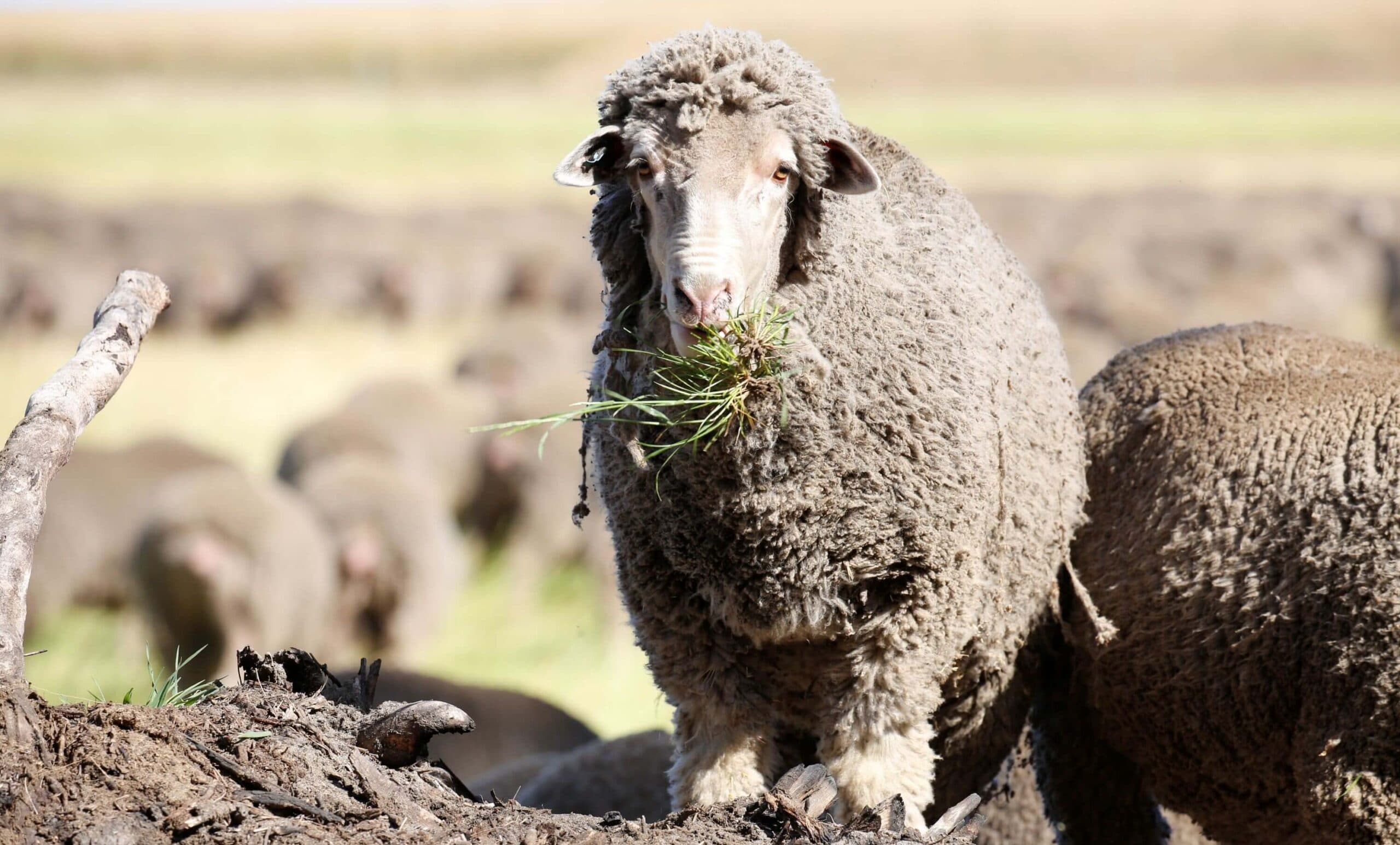 Merino Sheep