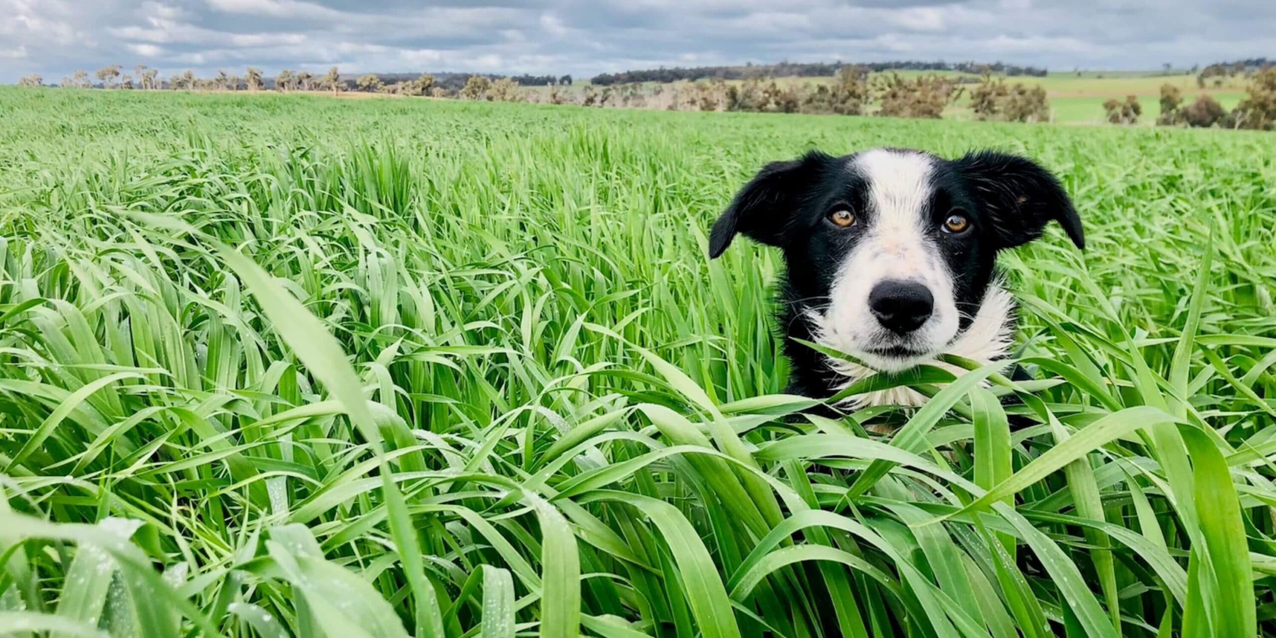 Dog in the crop
