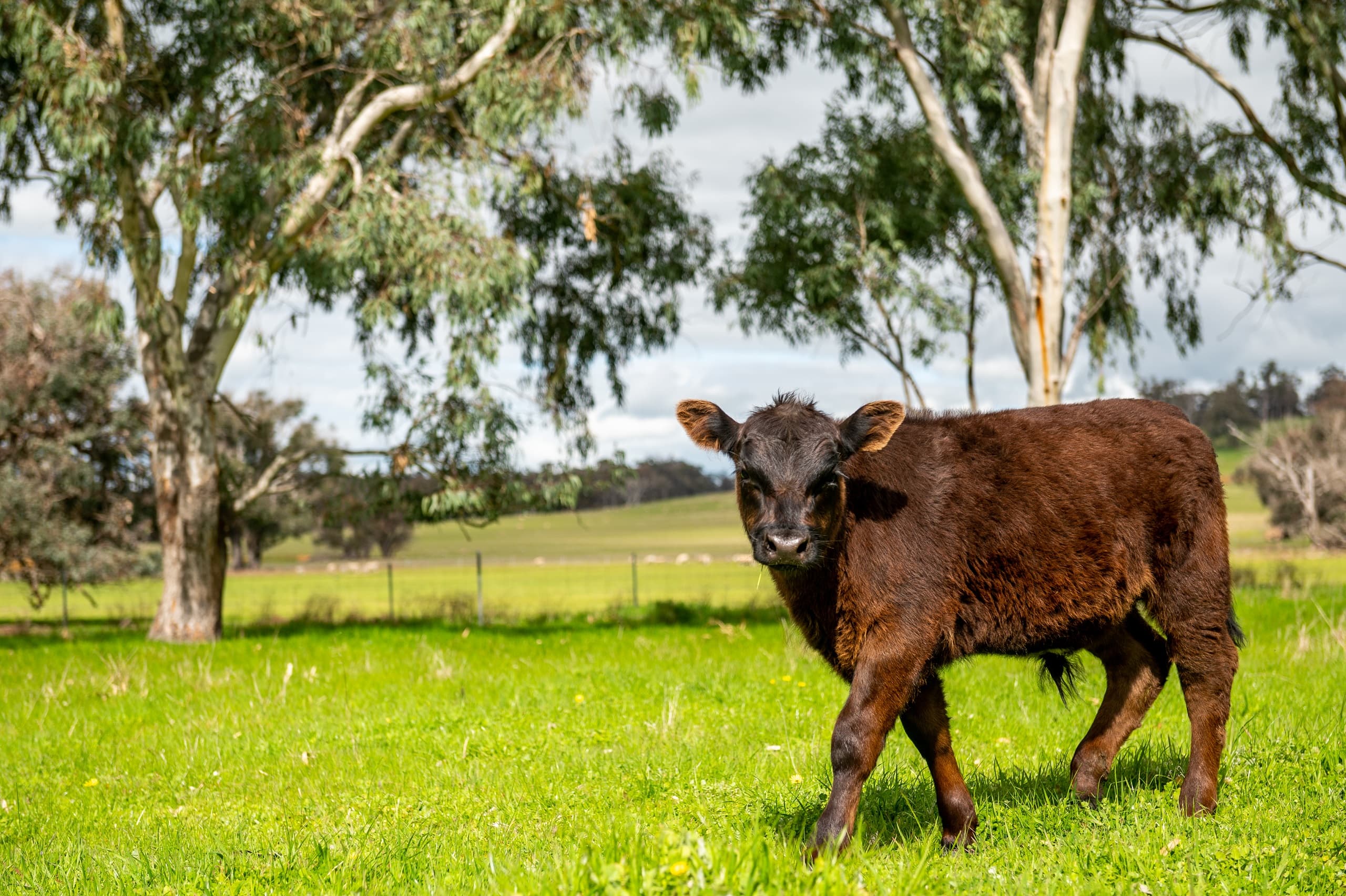Angus Beef Cattle
